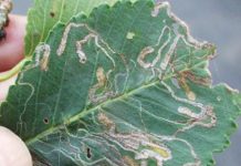 Research: Tiny moth from Asia spreading fast on Siberian elms in eastern North America —