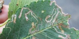 Research: Tiny moth from Asia spreading fast on Siberian elms in eastern North America —