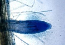 Research: Study could lead to enhanced crop growth, fewer weeds and lower fertilizer and herbicide use —