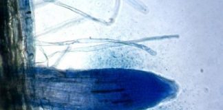 Research: Study could lead to enhanced crop growth, fewer weeds and lower fertilizer and herbicide use —