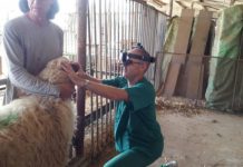 Research: Counting (on) sheep? Promising gene therapy for visually impaired sheep now safe for human trials —