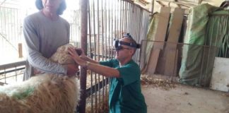 Research: Counting (on) sheep? Promising gene therapy for visually impaired sheep now safe for human trials —