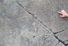 Research: Earth’s oldest animals formed complex ecological communities —