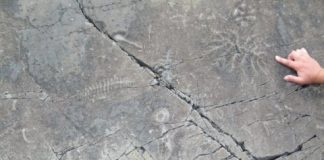 Research: Earth’s oldest animals formed complex ecological communities —