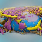 Study: Artificial intelligence approach could be used in cancer biology, regenerative medicine — (Details)