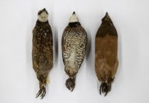 Research: Roadmap for measuring animal, plant traits to meet biodiversity goals —