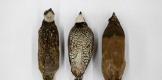 Research: Roadmap for measuring animal, plant traits to meet biodiversity goals —