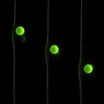 Study: Particles surf their own waves, reveal how microbes and cells move through human body — (Details)