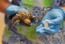 Research: Micronizing ocean plastics threaten sea turtle populations, ocean life cycle —