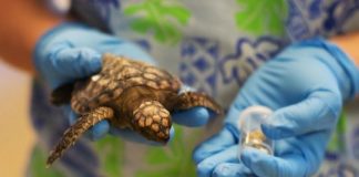 Research: Micronizing ocean plastics threaten sea turtle populations, ocean life cycle —