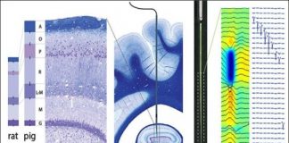 Study: Characterizing pig hippocampus could improve translational neuroscience — (Details)