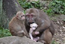 Research: Social life of chimpanzees, macaques more complicated than studies suggest —