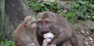 Research: Social life of chimpanzees, macaques more complicated than studies suggest —