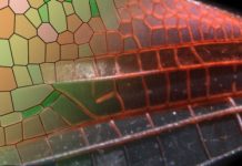 Research: New model sheds light on how nature generates diverse patterns —