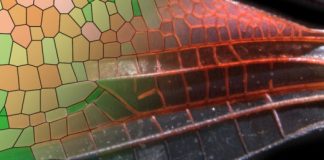 Research: New model sheds light on how nature generates diverse patterns —