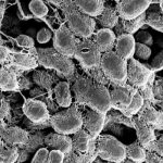 Study: Targeting this key bacterial molecule could reduce the need for antibiotics — (Details)