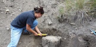 Research: Nearly 13,000 years ago, pines in southern France experienced a cold snap, which scientists have now reconstructed —