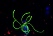 Research: Drugs that stop mosquitoes catching malaria could help eradicate the disease —