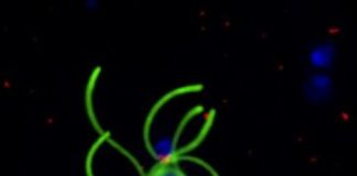 Research: Drugs that stop mosquitoes catching malaria could help eradicate the disease —