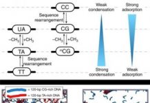 Research: New insights into DNA phase separation —