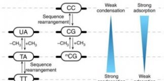 Research: New insights into DNA phase separation —