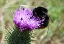 Research: Surviving insects and plants are tougher than we think —