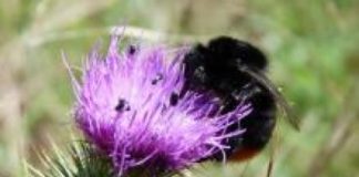 Research: Surviving insects and plants are tougher than we think —