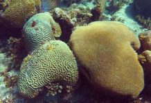 Research: Research suggests that higher-latitude reefs may have more time to adapt to rising ocean temperatures than their tropical counterparts —