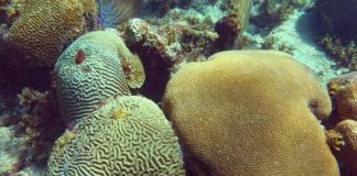 Research: Research suggests that higher-latitude reefs may have more time to adapt to rising ocean temperatures than their tropical counterparts —