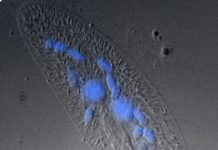 Research: Jumping genes work together to control programmed deletion in the genome —