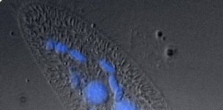 Research: Jumping genes work together to control programmed deletion in the genome —