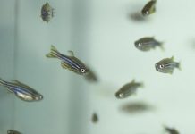 Tech: Silver nanoparticles are toxic for aquatic organisms — (Report)