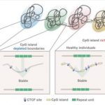 Study: Class of neurological disorders share 3D genome folding pattern — (Details)