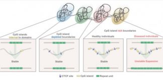 Study: Class of neurological disorders share 3D genome folding pattern — (Details)