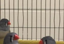 Research: How birds can stay slim, even when they overeat —