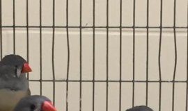 Research: How birds can stay slim, even when they overeat —