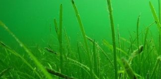 Research: Drones and artificial intelligence —