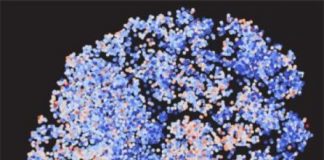 Study: Historical bias leads biomedical researchers to study certain genes over and over again — (Details)