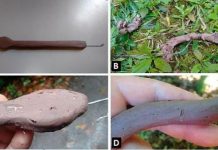 Research: Giant’ specimens proliferation linked to fewer predators —