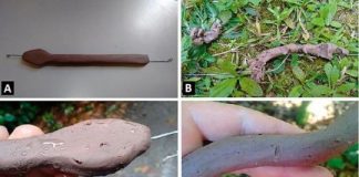 Research: Giant’ specimens proliferation linked to fewer predators —