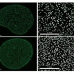 Study: Salk scientists develop method to manipulate numbers of nuclear pores — (Details)