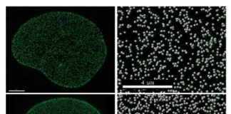 Study: Salk scientists develop method to manipulate numbers of nuclear pores — (Details)