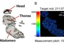 Research: Seeing pesticides spread through insect bodies —