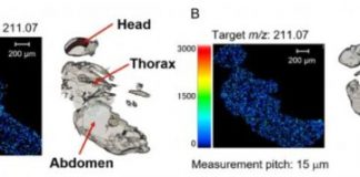 Research: Seeing pesticides spread through insect bodies —