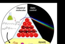Research: Multi-directional activity control of cellular processes as a new tool —