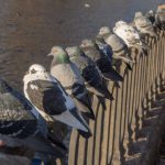 Study: If pigeons were brilliant, would they flock? Study finds people flock, or behave similarly to others, despite reasoning abilities — (Details)