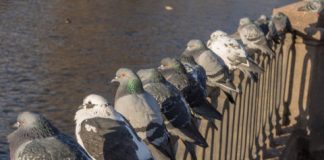 Study: If pigeons were brilliant, would they flock? Study finds people flock, or behave similarly to others, despite reasoning abilities — (Details)