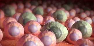 Study: Zombie cells found in brains of mice prior to cognitive loss — (Details)