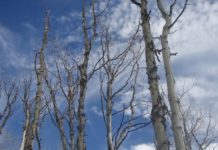 Research: Resilient forests host trees with a diversity of water-use strategies —