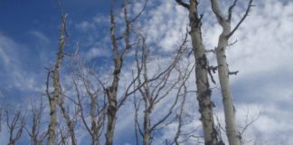 Research: Resilient forests host trees with a diversity of water-use strategies —